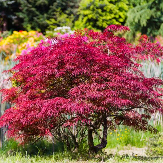 Buy Maple Trees Maple Trees for Sale Melbourne All Green